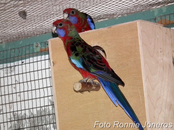 pennant rosella